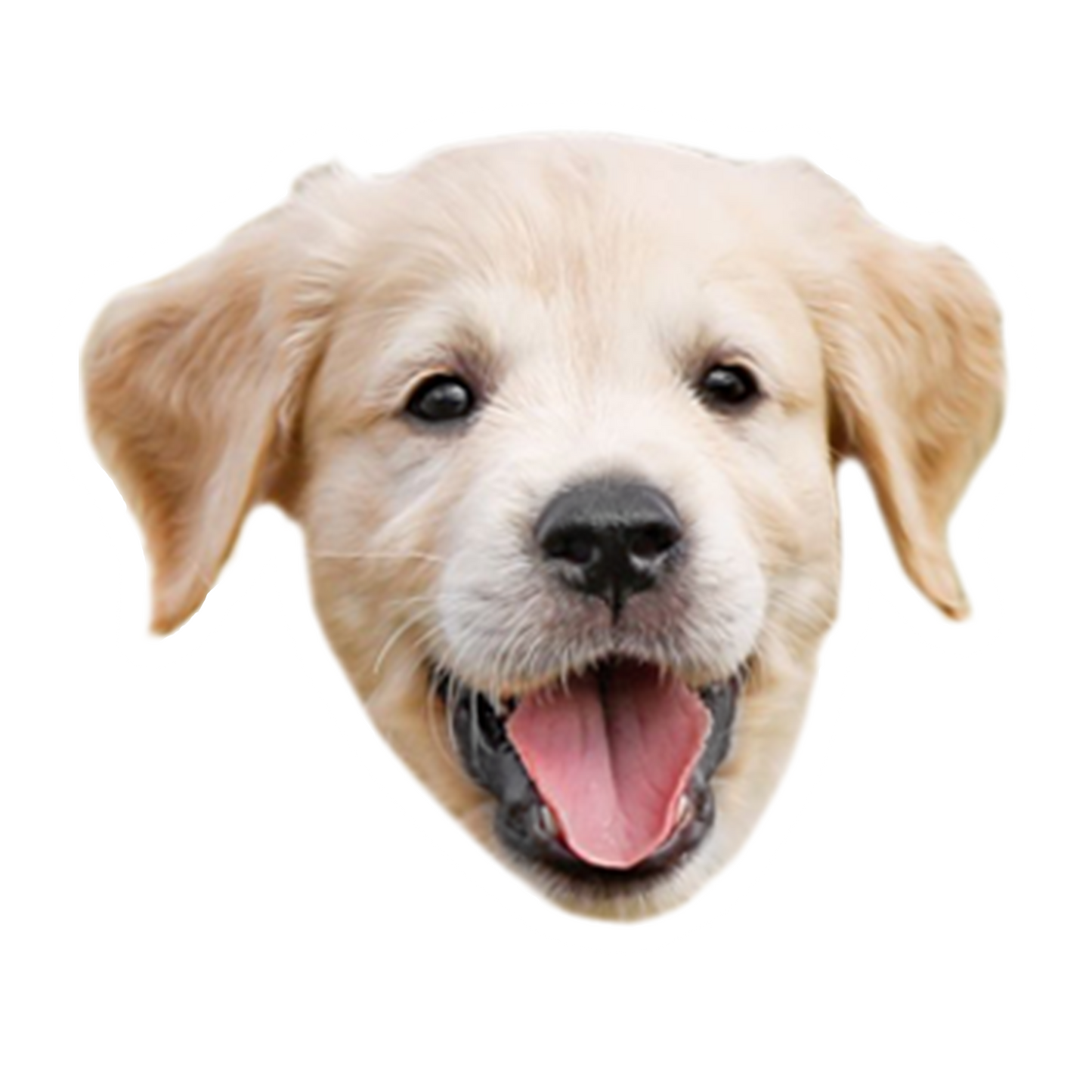 Custom Dog Stickers