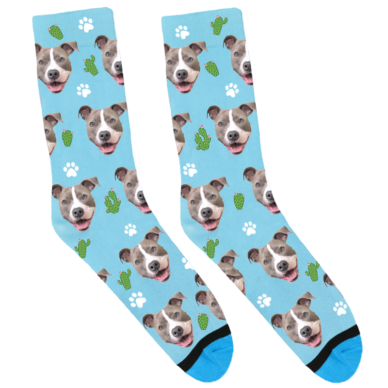 reythepitbull_PI